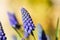 Blue buds flowers Muscari armeniacum or Grape Hyacinth