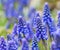 Blue buds flowers Muscari armeniacum or Grape Hyacinth