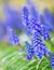 Blue buds flowers Muscari armeniacum or Grape Hyacinth