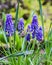 Blue buds flowers Muscari armeniacum or Grape Hyacinth