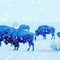 blue buffalo herd in snowstorm