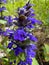 Blue bugle or Ajuga reptans is herbaceous flowering plant native to Europe