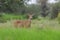 A blue bull also called nilgai in India standing