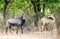 Blue bull male and female in tropical indian forest