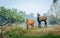 Blue bull or Nilgai pair in natural habitat