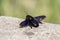 Blue bumblebee Xylocopa violacea