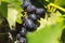 Blue bunches of grapes hang from the vine in close-up. The vine in the fall. Grapes on a vine in green leaves, wine variety in the