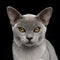 Blue Burmese Cat isolated on black background