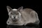 Blue Burmese Cat isolated on black background