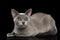 Blue Burmese Cat isolated on black background