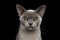 Blue Burmese Cat isolated on black background