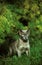 Blue Burmese Domestic Cat standing on Grass