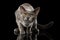 Blue Burmese Kitten on Isolated black background