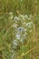 blue bush of wild thorny burdock in green vegetation