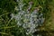 Blue bush of wild thorny burdock in green vegetation and grass