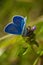 Blue butterflies - Common Blue (Polyomathus icarus)