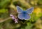 Blue butterflies - Common Blue (Polyomathus icarus)