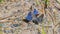 Blue butterflies laid on the ground on the stones, in the high mountains