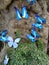 blue butterflies in nature