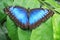 Blue butterfly