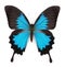 Blue butterfly