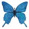 Blue Butterfly