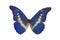 The Blue Butterfly 3