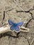 Blue butterfly on arid ground