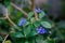 Blue Butterfly Bush flower or Blue Glorybower, Blue Wings Its Latin name is Clerodendrum Ugandense Syn Rotheca Myricoides ,