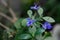 Blue Butterfly Bush flower or Blue Glorybower, Blue Wings Its Latin name is Clerodendrum Ugandense Syn Rotheca Myricoides , native