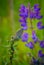 Blue butterfly Butterfly moth. Beautiful insect. The butterfly sits