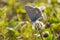 Blue butterfly collects nectar.