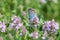 Blue butterfly collects nectar on purple thyme flowers