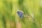 Blue butterfly crawling on a thin green blade of grass