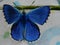 Blue butterfly with damaged left wing