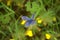 Blue butterfly damaged wing