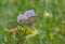 Blue butterfly on flower