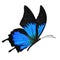 Blue butterfly flying