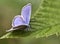 Blue butterfly on green leaf