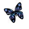 Blue butterfly illustration