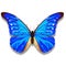 Blue butterfly illustration named Morpho Rhetenor Cacica from South America