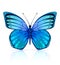 Blue butterfly insect isolated