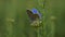 Blue butterfly Lycaenidae close-up on a wildflower.