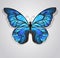 Blue butterfly morpho