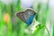 A blue butterfly, a moth sitting on a flower. Macro image