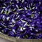 Blue Butterfly Pea Flowers for Herbal Shampoo