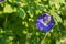 Blue butterfly pea flowers with leaves on the back