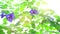 Blue butterfly pea flowers tree plant
