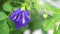 Blue butterfly pea flowers tree plant