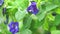 Blue butterfly pea flowers tree plant